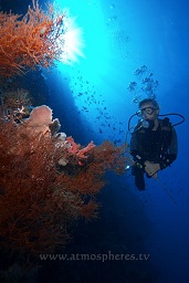 Diver next to a bushy black coral on steep reef wall with sun and rays of light in the background, Bualo, Bunaken, Celebes sea, Pacific Ocean, Sulawesi, Indonesia, Asia