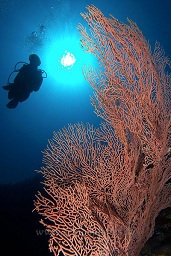 Diver hovering over the moster gorgonia sea fans that grow from Bunaken's walls, Buhias, Bunaken, Celebes sea, Pacific Ocean, Sulawesi, Indonesia, Asia