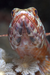 Bullocks hypselodoris (Hypselodoiris bullockii) moving over the reef wall, Barracuda, Bunaken, Celebes sea, Pacific Ocean, Sulawesi, Indonesia, Asia