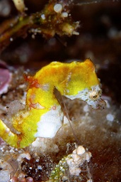 Pygmy seahorse (hippocampus pontohi) 8mm clinging to the wall in a high current, Ron's point, Bunaken, Celebes sea, Pacific Ocean, Sulawesi, Indonesia, Asia