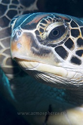 Green turtle (Chelonia mydas) going up to the surface to breathe, Lekuan tiga, Bunaken, Celebes sea, Pacific Ocean, Sulawesi, Indonesia, Asia