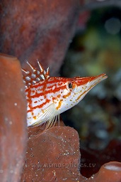 Longnose hawkfish (Oxycirrhites typus) gusrding it's territory from it's vantage point on a sponge, Mandolin, Bunaken, Celebes sea, Pacific Ocean, Sulawesi, Indonesia, Asia