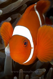 Spinecheek anenomefish (prennas biaculeatus) in it's anenome, Mandolin, Bunaken, Celebes sea, Pacific Ocean, Sulawesi, Indonesia, Asia