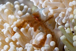 Orangutan crab (archaeus japonicus) , Jahir, Lembeh strait, Celebes sea, Pacific Ocean, Sulawesi, Indonesia, Asia