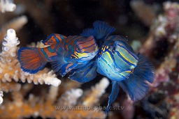 Mandarinfish (synchiropus splendidus) at dusk, Lihaga, Lihaga island, Celebes sea, Pacific Ocean, Sulawesi, Indonesia, Asia