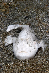 Juvenile white giant frogfish (antennarius commersonii) sheltering in a shallow sand hollow, Police pier, Lembeh strait, Celebes sea, Pacific Ocean, Sulawesi, Indonesia, Asia