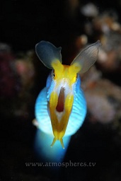 Blue ribbon eel (rhinomuraena quaesita) curious about the camera, Police pier, Lembeh strait, Celebes sea, Pacific Ocean, Sulawesi, Indonesia, Asia