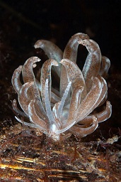 Made up phyllodesmium nudibranch (phyllodesmium serratum) foraging in the sand for food, Hairball too, Lembeh strait, Celebes sea, Pacific Ocean, Sulawesi, Indonesia, Asia