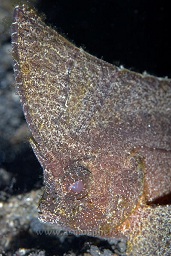 Spiny Waspfish (ablabys macracanthus) sitting on the black sand bottom, Hairball too, Lembeh strait, Celebes sea, Pacific Ocean, Sulawesi, Indonesia, Asia