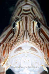 Common lionfish (pterios volitans) close up of it's head, Paradise pier, North Sulawesi, Celebes sea, Pacific Ocean, Sulawesi, Indonesia, Asia