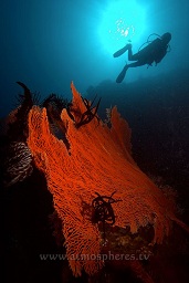 A diver studies a beautiful gorginan sea fan on the wall silouetted by the sun in the background, Pulisan, North Sulawesi, Celebes sea, Pacific Ocean, Sulawesi, Indonesia, Asia
