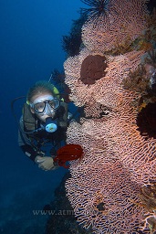 A diver studies a gorgonian sea fan on the wall, Pulisan, North Sulawesi, Celebes sea, Pacific Ocean, Sulawesi, Indonesia, Asia