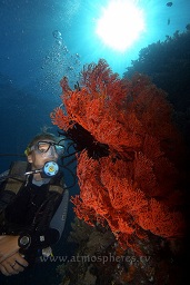 A diver swims along the wall behind a stunning gorgonian sea fan silouetted by the sun in the background, Pulisan, North Sulawesi, Celebes sea, Pacific Ocean, Sulawesi, Indonesia, Asia