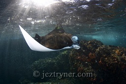 Manta ray (Manta birostris) feeding in the shallows at Manta alley, Komodo island, Flores sea, Indian Ocean, Indonesia, Asia