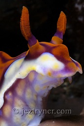 A yellow ridged ceratasoma nudibranch (Ceratosoma flavicostatum), Cannibal rock, Rinca island, Flores sea, Indian Ocean, Indonesia, Asia