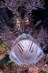 A purple and white lacey scorpionfish (rhinopias aphanes) in a open mouth threat display, End bommie, Loloata, Bootless bay, Coral sea, Pacific ocean, Papua New Guinea,  Asia