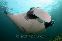 A Manta ray (Manta birostris) hovering over the cleaning station, Hin daeng (red rock), Andaman sea, Indian Ocean, Thailand, Asia