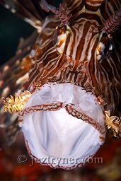 Common lionfish (Pterois volitans) face on close up in threat display ,moutyh wide open,

Koh Ha, Andaman sea, Indian Ocean, Thailand, Asia

Common lionfish (Pterois volitans) face on close up in threat display ,moutyh wide open,

Koh Ha, Andaman sea, Indian Ocean, Thailand, Asia