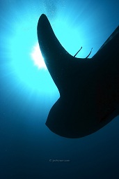 Whale shark (Rhinocodon typus) swimming in the blue with the sun behind,

Bida islands, Koh Phi Phi, Andaman sea, Indian Ocean, Thailand, Asia

Whale shark (Rhinocodon typus) swimming in the blue with the sun behind,

Bida islands, Koh Phi Phi, Andaman sea, Indian Ocean, Thailand, Asia