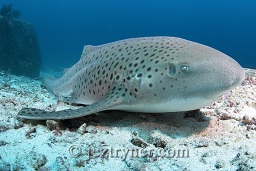 A Zebra / Leopard shark (Stegastoma fasciatum) resting on the sandy bottom in the deep, Breakfast bend, The Similan islands, Andaman sea, Indian Ocean, Thailand, Asia