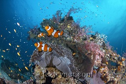 A family of Western / false clownfish Amphiprion ocellaris) make their home on the outer edges of the glassfish surrounded deep bommie at East of Eden, The Similan islands, Andaman sea, Indian Ocean, Thailand, Asia