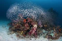 A bommie in the deep at East of Eden alive with colour and glassfish, The Similan islands, Andaman sea, Indian Ocean, Thailand, Asia