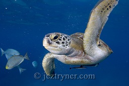 An adolescent green turtle (Chelonia mydas) plays around the dive boat, Donald duck bay, The Similan islands, Andaman sea, Indian Ocean, Thailand, Asia