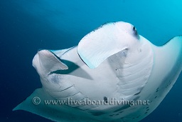 A manta ray (Manta birostris) hovers over the cleaning station, Donkalo, North Ari atoll, Sachika, Maldives, Indian Ocean, Asia