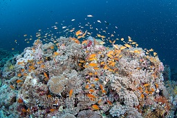 Anthias swarm around the colourful reef top, Sachika, Maldives, Indian Ocean, Asia