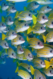 Schooling Blue-lined / 5 lined snapper (Lutjanus kasmira) gather near the edge of the reef, Hafza thila, North Ari atoll, Sachika, Maldives, Indian Ocean, Asia