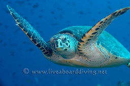 A Hawksbill turtle (Eretmochelys imbricata) foraging for food, Hafza thila, North Ari atoll, Sachika, Maldives, Indian Ocean, Asia