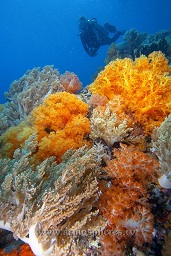 A diver studies the blinding aray of colours provided by the soft corals on the reef, Sahaung satu, Bankka island, Celebes sea, Pacific Ocean, Sulawesi, Indonesia, Asia