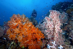 A diver swims behind the amazing soft and hard corals along the reef, Sahaung satu, Bankka island, Celebes sea, Pacific Ocean, Sulawesi, Indonesia, Asia