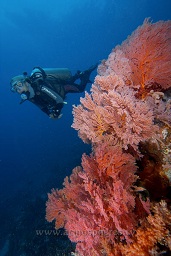 A diver swims behind the amazing soft and hard corals along the reef, Sahaung satu, Bankka island, Celebes sea, Pacific Ocean, Sulawesi, Indonesia, Asia