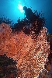 A siver swims over a large gorgonian sea fan covered with featherstars. Batu tiga, Bankka island, Celebes sea, Pacific Ocean, Sulawesi, Indonesia, Asia