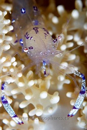 Commensal shrimp (periclemenes holthuisi)) in an anenome, Rainbow, Bankka island, Celebes sea, Pacific Ocean, Sulawesi, Indonesia, Asia