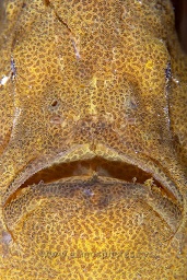 Giant frogfish (antennarius commersonii) sat on the edge of a barrel sponge, Rainbow, Bankka island, Celebes sea, Pacific Ocean, Sulawesi, Indonesia, Asia