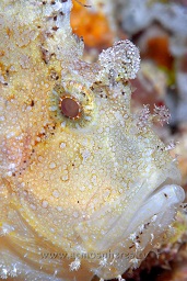 White Leaf scorpionfish (taenianotus triacanthus), Muka kampung, Bunaken, Celebes sea, Pacific Ocean, Sulawesi, Indonesia, Asia