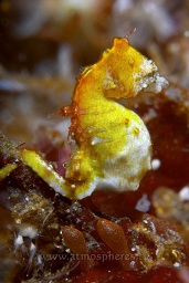 Pygmy seahorse (hippocampus pontohi) 8mm, attached to a samll coral head, Lekuan satu, Bunaken, Celebes sea, Pacific Ocean, Sulawesi, Indonesia, Asia