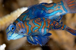 Mandarinfish (synchiropus splendidus) mating, Muka gereja, Bunaken, Celebes sea, Pacific Ocean, Sulawesi, Indonesia, Asia