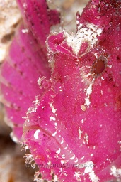 Purple Leaf scorpionfish (taenianotus triacanthus) resting on the sandy bottom, Ron's point, Bunaken, Celebes sea, Pacific Ocean, Sulawesi, Indonesia, Asia