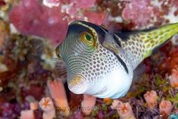 Valentin's  / saddled toby (canthigaster valentini) looks curiously into the camera , Lekuan tiga, Bunaken, Celebes sea, Pacific Ocean, Sulawesi, Indonesia, Asia