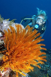 A diver studies the beautiful orange featherstar, Tanjung arus, Talise island, Celebes sea, Pacific Ocean, Sulawesi, Indonesia, Asia