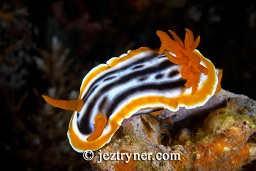 Magnificent chromodoris nudibranch (Chromodoris magnifica), Batuh Putih, Sumbawa, Flores sea, Indian Ocean, Indonesia, Asia