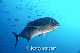 Giant trevally (Caranx ignobilis), Takat toko (Castle rock), Gili Lawalaut, Komodo, Flores sea, Indian Ocean, Indonesia, Asia