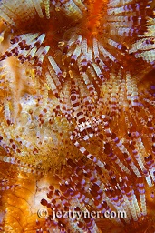 A Coleman shrimp (Periclimenes colemani) in a fire urchin, Pink beach, Komodo island, Flores sea, Indian Ocean, Indonesia, Asia