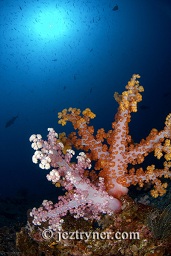 Beautiful soft coral dendronephthya sp. grow randomly out of the reef bottom, Takat toko (Castle rock), Gili Lawalaut, Komodo, Flores sea, Indian Ocean, Indonesia, Asia