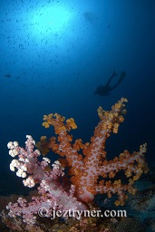 Beautiful soft coral dendronephthya sp. grow randomly out of the reef bottom, Takat toko (Castle rock), Gili Lawalaut, Komodo, Flores sea, Indian Ocean, Indonesia, Asia