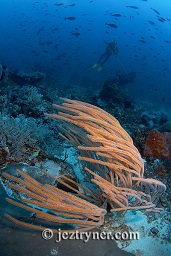 Divers hook in behind the whip corals, Takat toko (Castle rock), Gili Lawalaut, Komodo, Flores sea, Indian Ocean, Indonesia, Asia