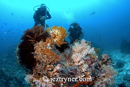 A diver examines the multi coloured coral formation, Takat toko (Castle rock), Gili Lawalaut, Komodo, Flores sea, Indian Ocean, Indonesia, Asia